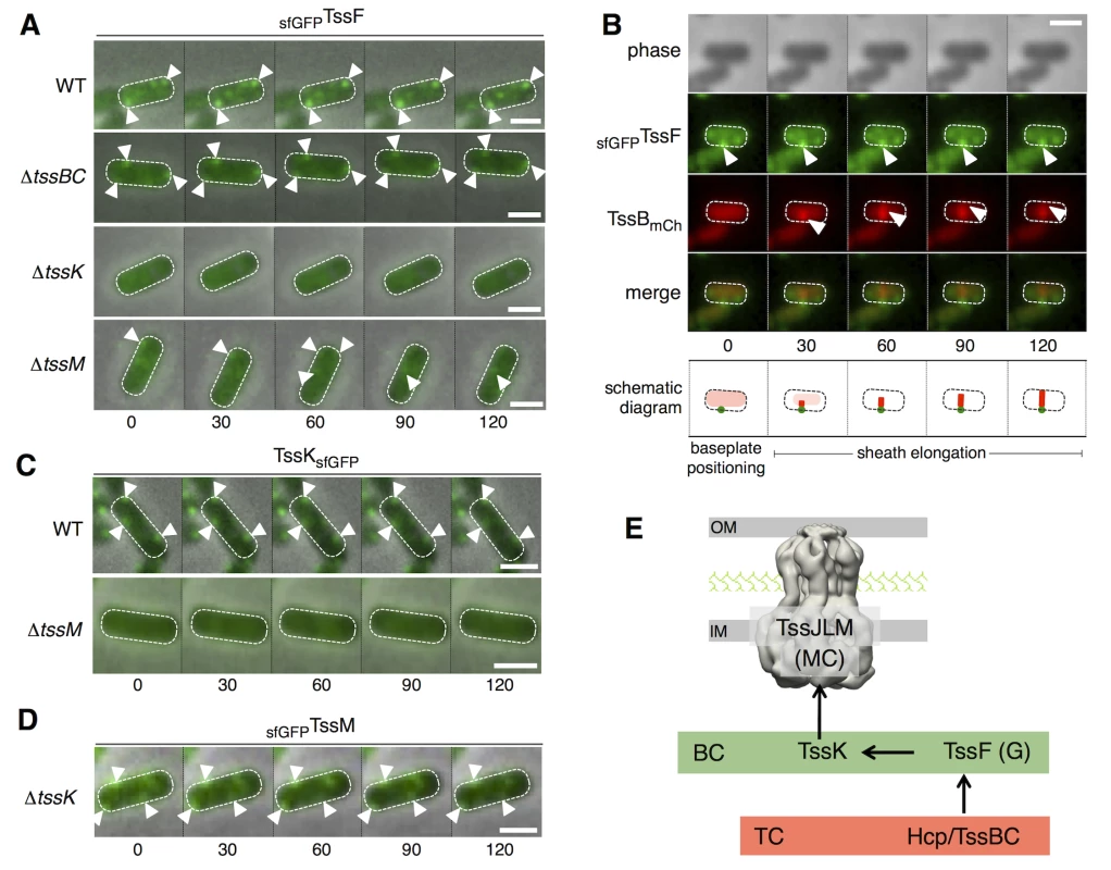 TssF and TssK assemble into static foci that serve as platform for sheath polymerization.