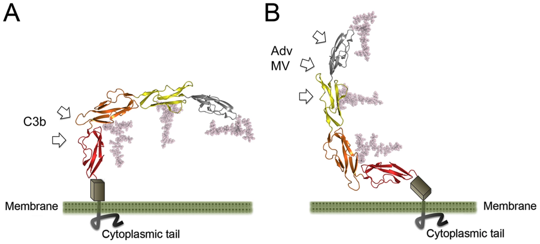 Conformation of CD46 at the cell surface.