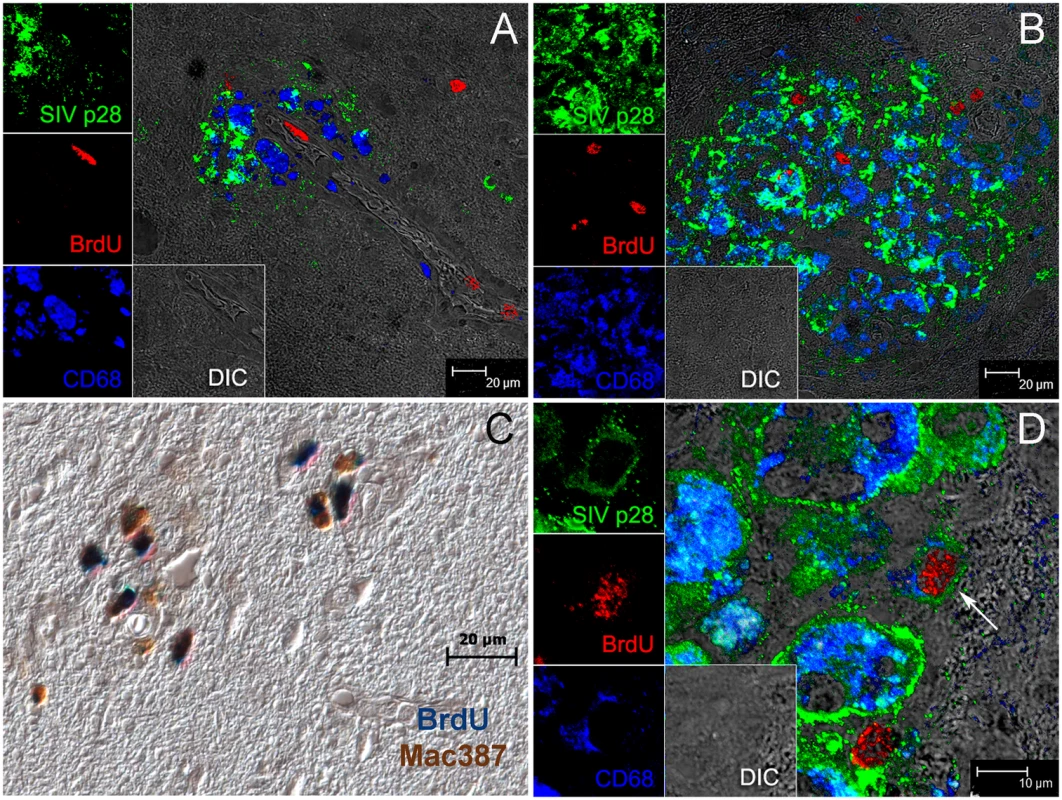 The majority of BrdU+ monocyte/macrophages in the brain are not productively infected.