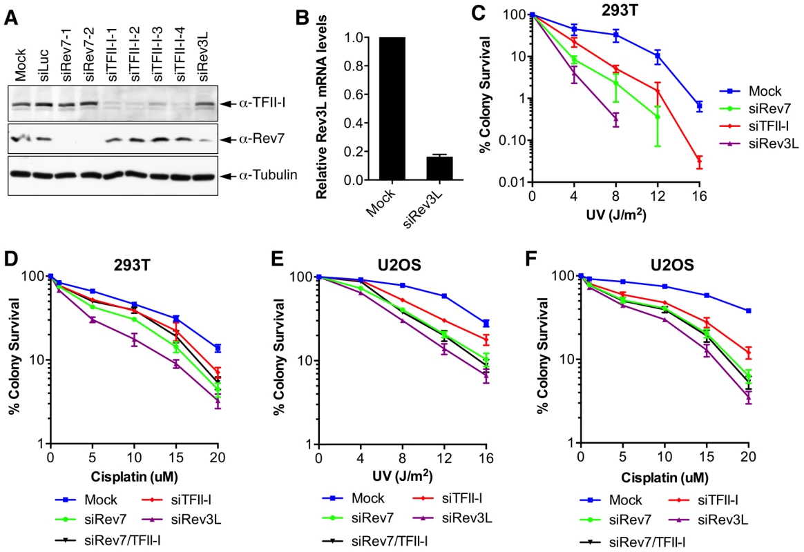 TFII-I depletion in human cells causes UV and cisplatin sensitivity.
