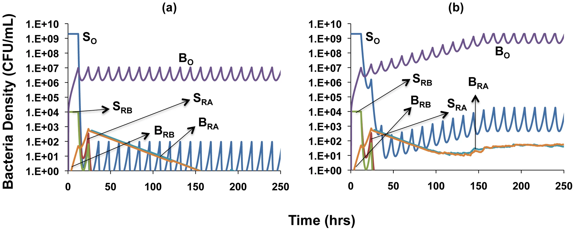Simulation of the population dynamics of actively replicating and spatial refuge bacteria under antibiotic treatment.