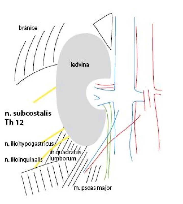 Anatomie oblasti, kde je prováděna pravostranná nefropexe
Fig. 1. Anatomy of region where nephropexis is performed