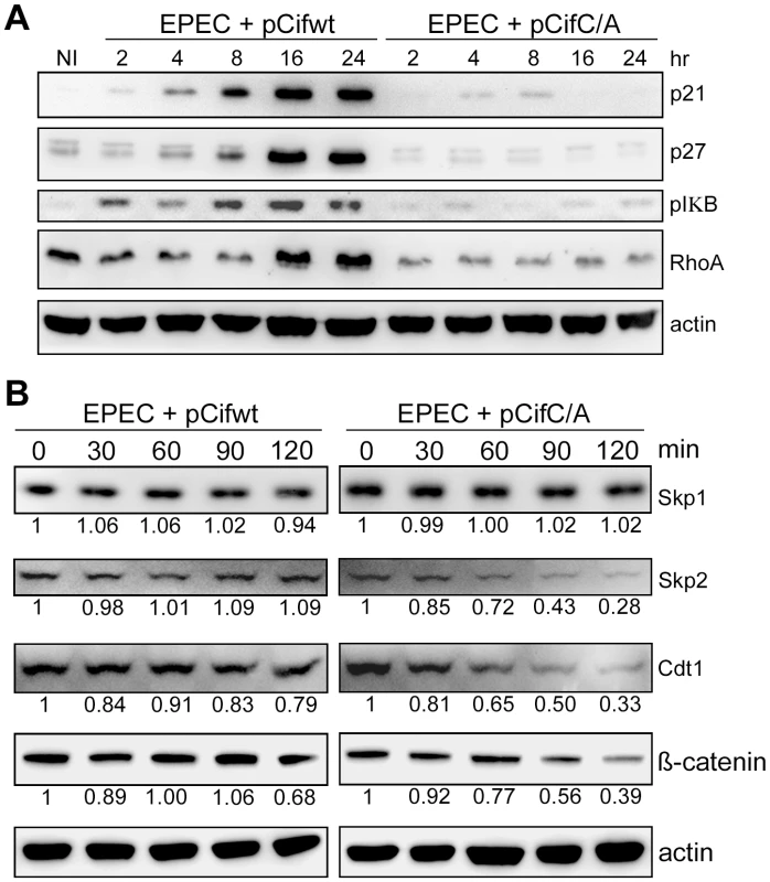 Cif induces stabilization of various targets of cullin-RING ubiquitin ligases.