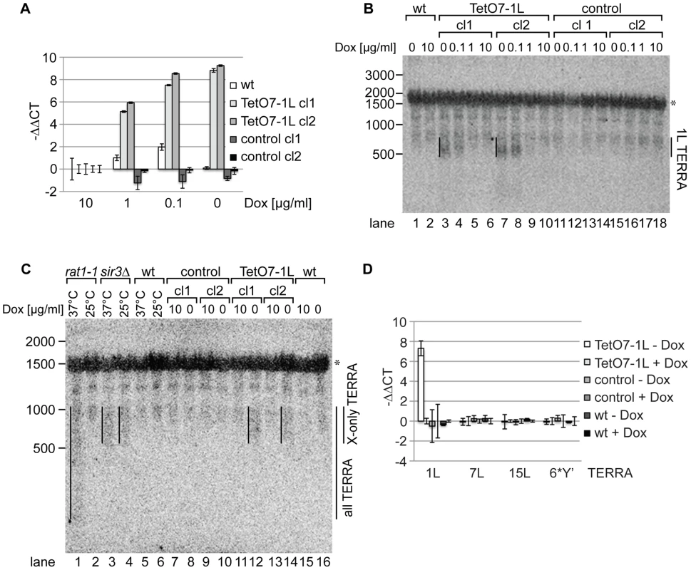 1L TERRA expression depends on the Dox concentration and does not affect other TERRA species.