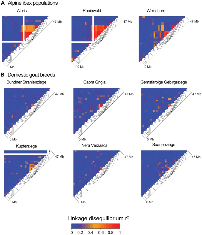 Linkage disequilibrium (LD) heatmaps of chromosome 23 for Alpine ibex populations and domestic goat breeds.