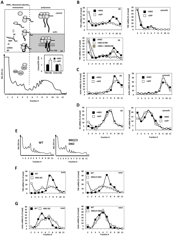 MK2-dependent translational control of TNF mRNA detected by ribosomal profiling after ER/cytosol cell fractionation of MK2-rescued and GFP-transduced macrophages and of wild type, MK2-deficient, and MK2/MK3 double-deficient primary BMDM.