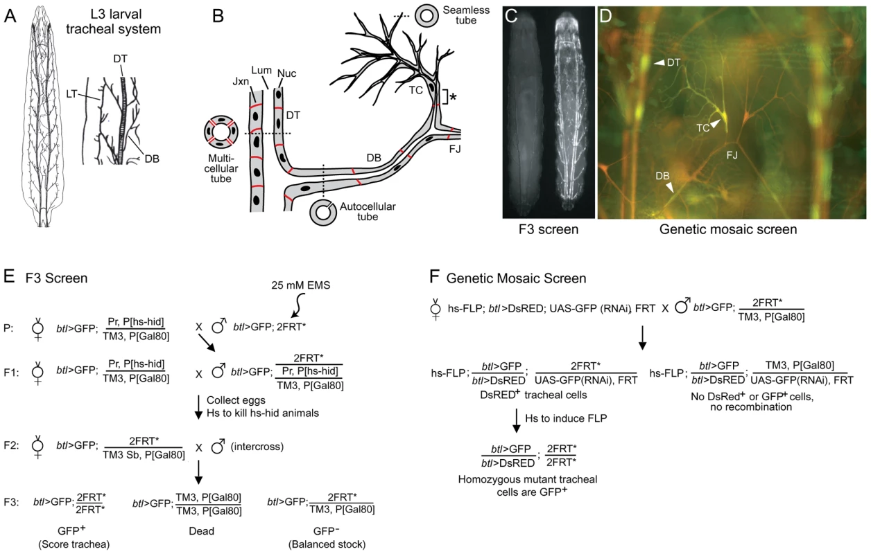 Design of tracheal mutant screen.