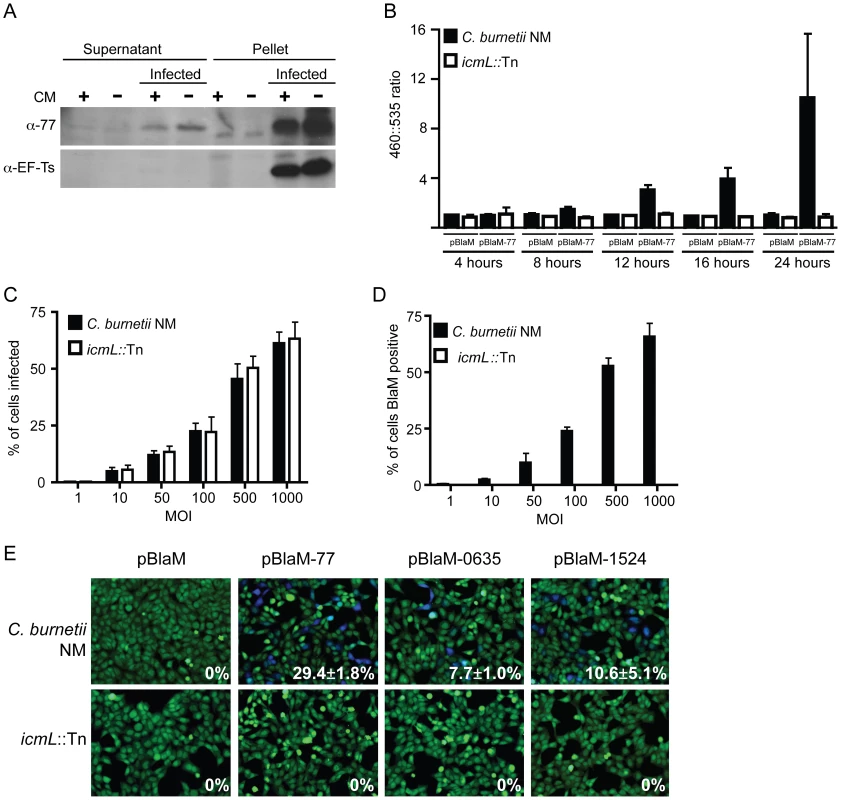 The <i>C. burnetii</i> Dot/Icm secretion system is required for effector translocation.