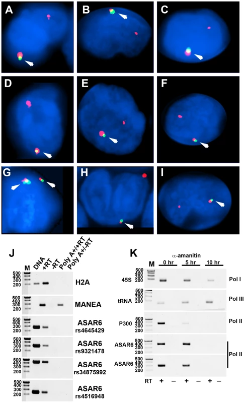 Mono-allelic expression of <i>ASAR6</i> in human PBLs.