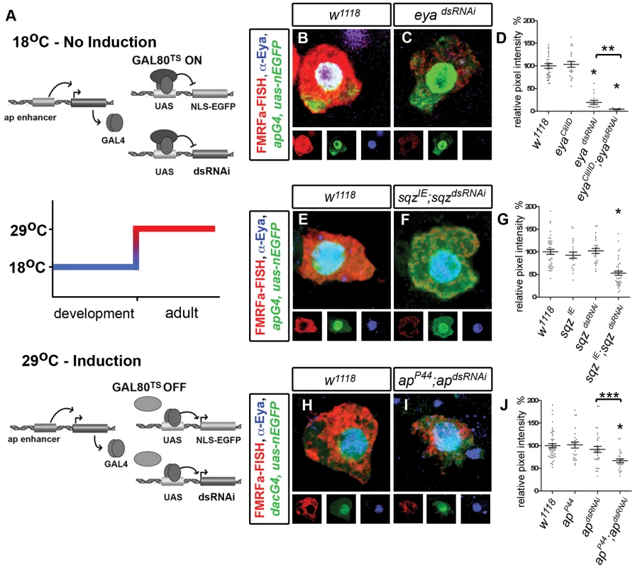 Transcription factors <i>ap</i>, <i>eya</i>, <i>sqz</i> are required for persistent FMRFa expression in the adult Tv4 neuron.