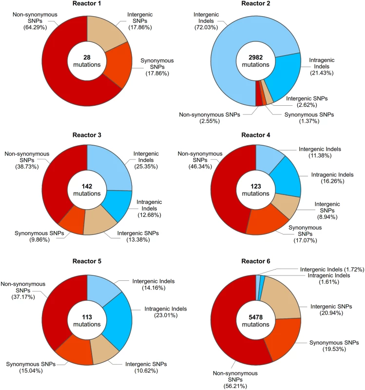 Mutations present in evolved clones isolated from all reactors at 200 generations.