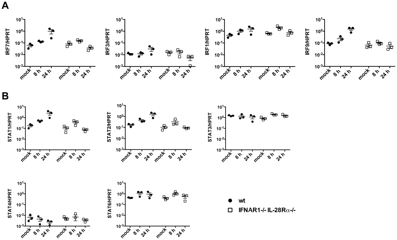 Basal expression of signalling intermediates is similar in wild-type and IFNAR1<sup>−/−</sup>IL-28Rα<sup>−/−</sup> double knock-out MTEC.