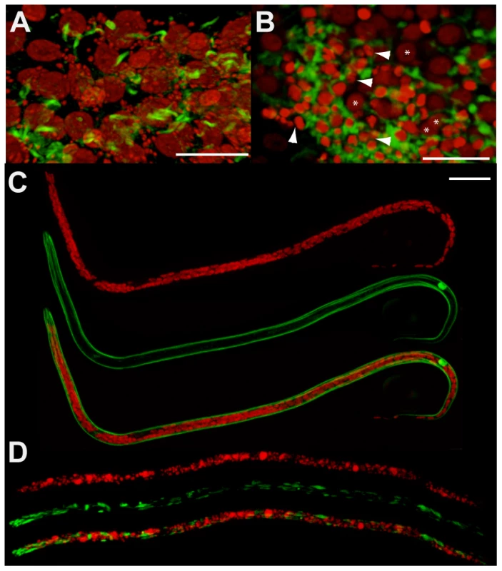 Pyknotic nuclei and morphology defects observed in the germline and intrauterine microfilariae.