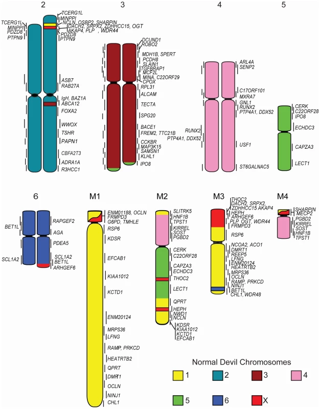 Physical map of DFTD Strain 1.