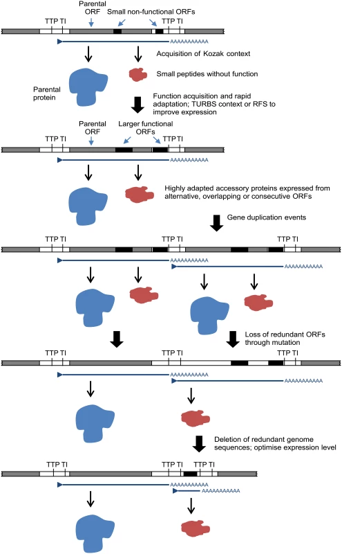 A model for the evolution of rhabdovirus accessory genes.