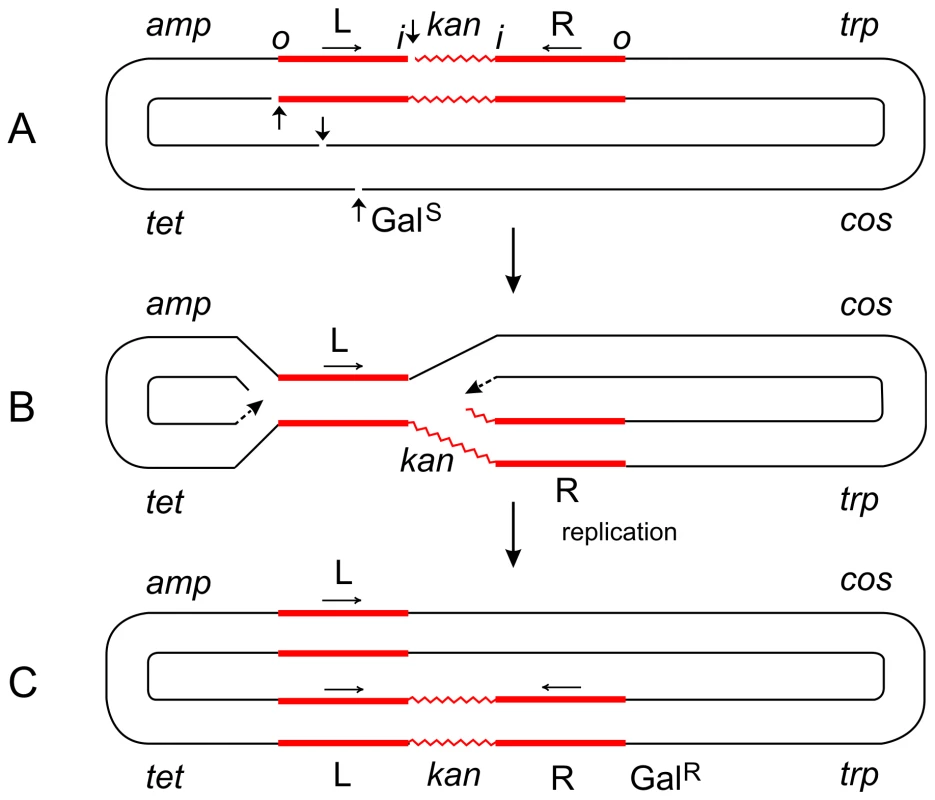 Steps in the formation of the Tn<i>5</i>-promoted replicative inversion <i>621</i>.