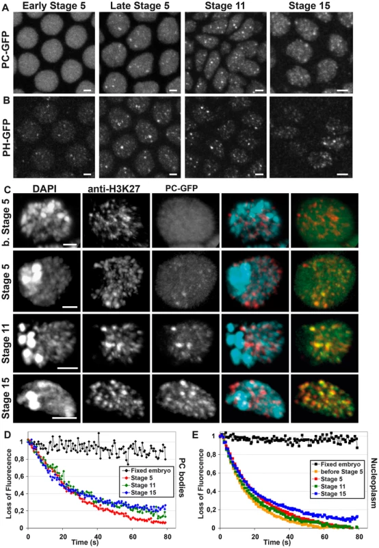 Progressive enrichment of PC-GFP and PH-GFP within PC bodies during embryogenesis.