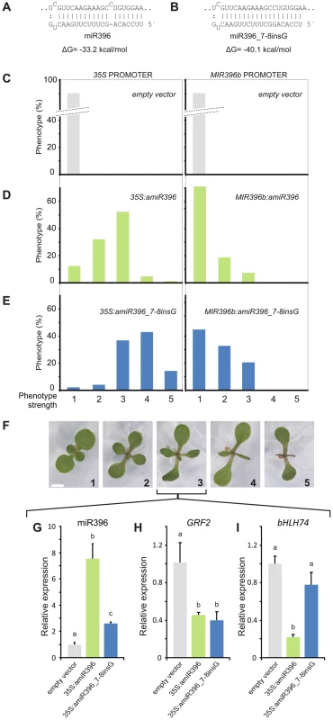 The monocot-version of miR396 is hyperactive towards the <i>GRFs</i>.