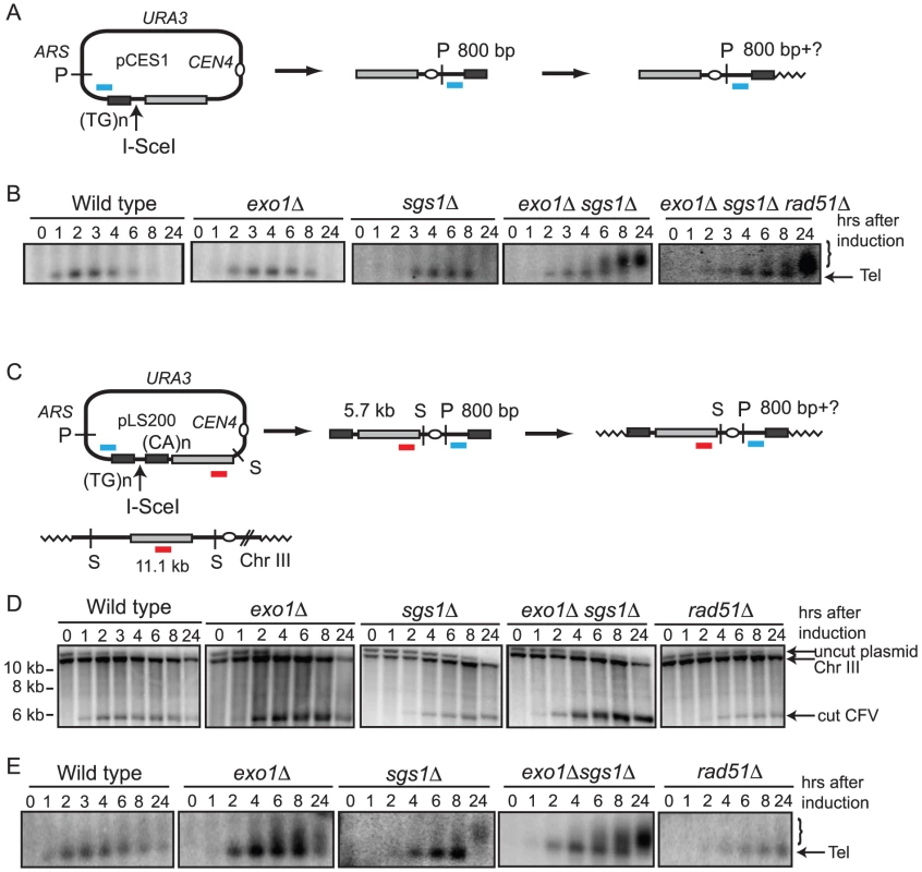 Analysis of telomere addition.