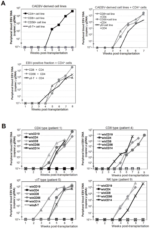 Analysis on the conditions of the engraftment of EBV-infected T and NK cells in NOG mice.