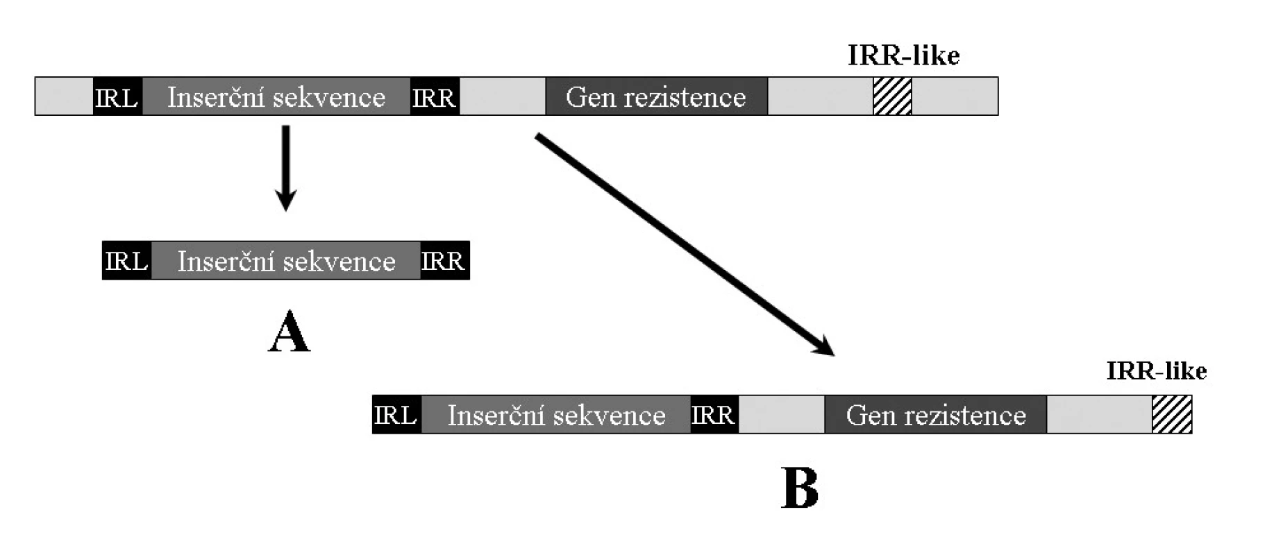 Transpozice inserční sekvence nesprávným rozpoznáním IRR podobné sekvence. IRR-like – sekvence podobná pravé
invertované repetici, IRL – invertovaná repetice levá, IRR – invertovaná repetice pravá. A – přenos pouze samotné inserční
sekvence, B – transposázou chybně rozpoznaná IRR-like místo IRR, vedoucí k přenosu celého segmentu.
<b>Fig. 4.</b> Insertion sequence transposition due to misrecognition of an IRR-like sequence. IRR-like sequence – right inverted
repeat-like, IRL – left inverted repeat, IRR – right inverted repeat. A – transposition of the insertion sequence alone, B – an
IRR-like sequence misrecognized by transposase as the IRR sequence and subsequent transposition of the whole segment.