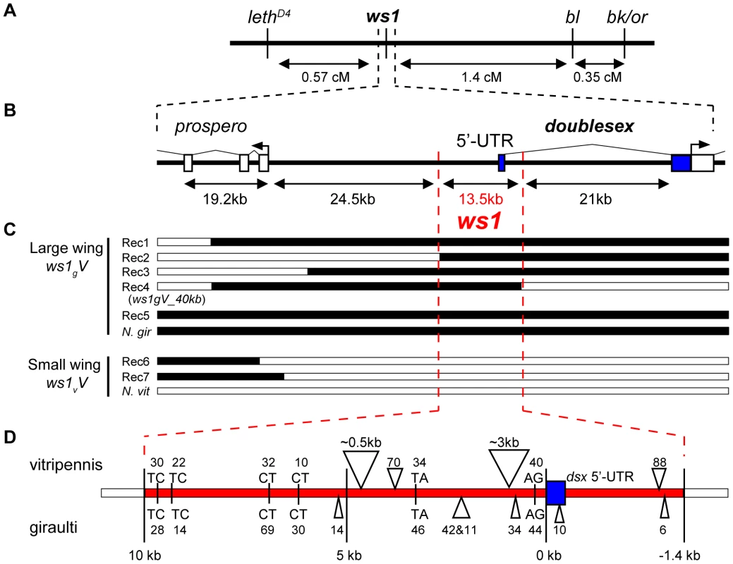 Positional cloning: <i>ws1</i> maps to the <i>doublesex</i> locus.