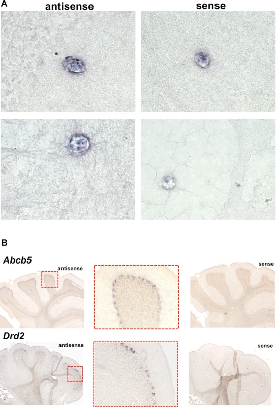 <i>Abcb5</i> mRNA expression in mouse brain.