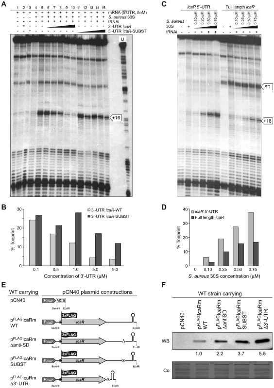 The 5′-3′-UTRs interaction interferes with the translational initiation complex.