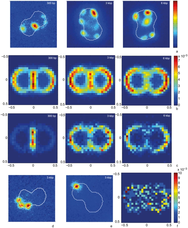 Spatial distribution of Cy3-DNA foci after 15 min of exposure to transforming Cy3-DNA in <i>ΔpilV</i> and wt.