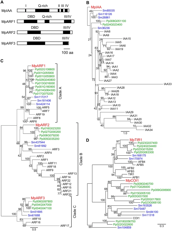 Auxin signaling factors in <i>M</i>. <i>polymorpha</i>.