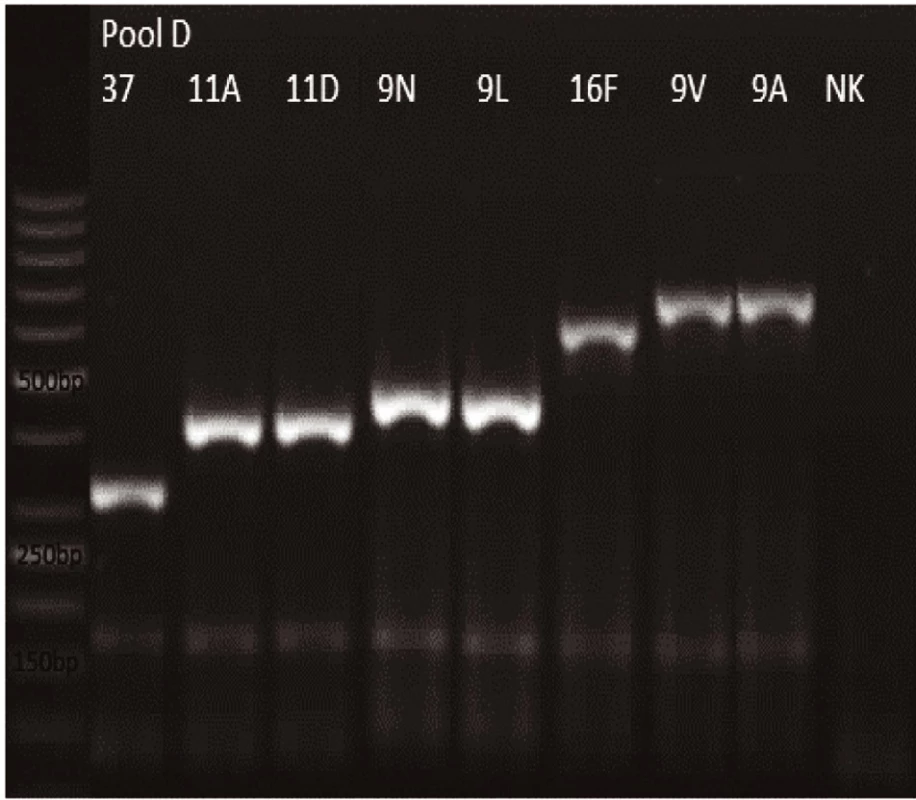mPCR pool D
Dráha 1: 50bp DNA Ladder
Dráha 2: <i>S. pneumoniae</i> sérotyp 37 (338bp)
Dráha 3: <i>S. pneumoniae</i> sérotyp 11A (463bp)
Dráha 4: <i>S. pneumoniae</i> sérotyp 11D (463bp)
Dráha 5: <i>S. pneumoniae</i> sérotyp 9N (516bp)
Dráha 6: <i>S. pneumoniae</i> sérotyp 9L (516bp)
Dráha 7: <i>S. pneumoniae</i> sérotyp 16F (717bp)
Dráha 8: <i>S. pneumoniae</i> sérotyp 9V (816bp)
Dráha 9: <i>S. pneumoniae</i> sérotyp 9A (816bp)
Dráha 10: negativní kontrola
Dráha 2–9: pozitivní produkt cpsA (160bp)<br>
Fig. 4. mPCR pool D
Lane 1: 50bp DNA Ladder
Lane 2: <i>S. pneumoniae</i> serotype 37 (338bp)
Lane 3: <i>S. pneumoniae</i> serotype 11A (463bp)
Lane 4: <i>S. pneumoniae</i> serotype 11D (463bp)
Lane 5: <i>S. pneumoniae</i> serotype 9N (516bp)
Lane 6: <i>S. pneumoniae</i> serotype 9L (516bp)
Lane 7: <i>S. pneumoniae</i> serotype 16F (717bp)
Lane 8: <i>S. pneumoniae</i> serotype 9V (816bp)
Lane 9: <i>S. pneumoniae</i> serotype 9A (816bp)
Lane 10: negative control
Lanes 2–9: positive product cpsA (160bp)