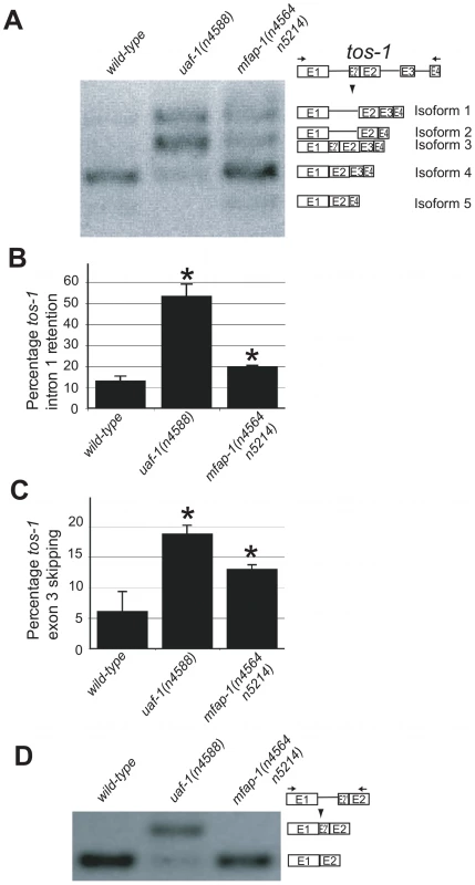<i>mfap-1(n4564 n5214)</i> affects the splicing of <i>tos-1</i>.