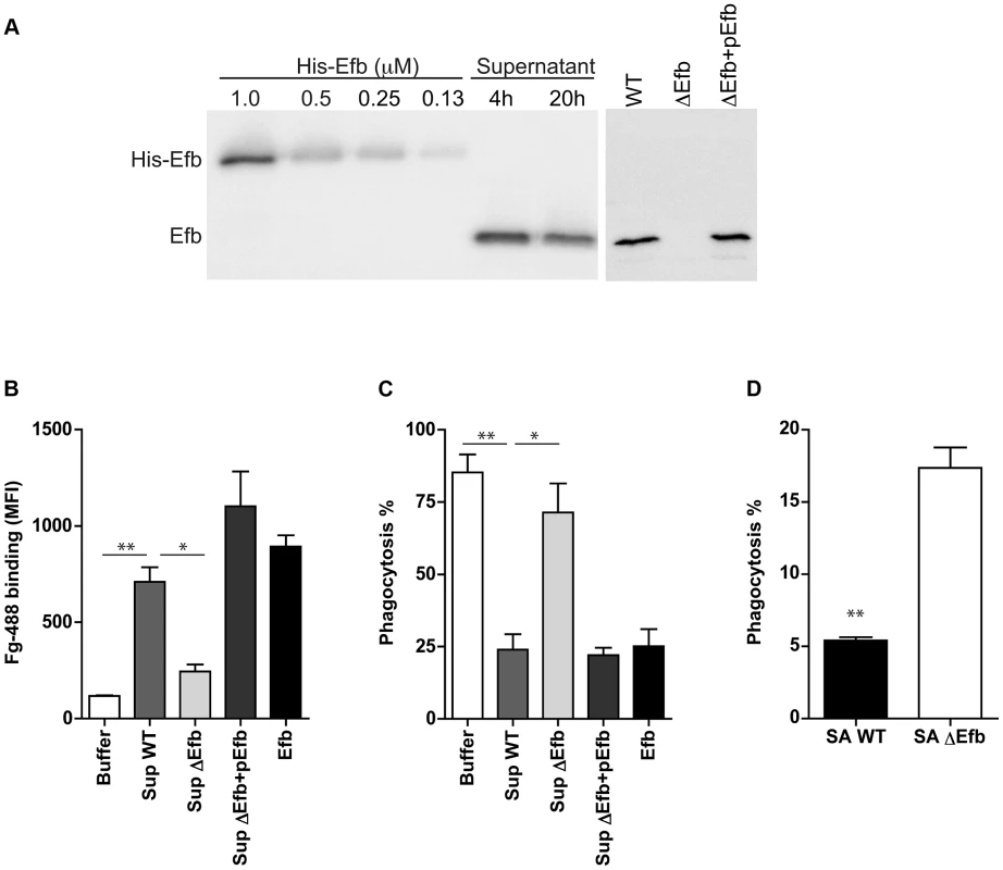 Endogenously produced Efb blocks phagocytosis via complex formation.