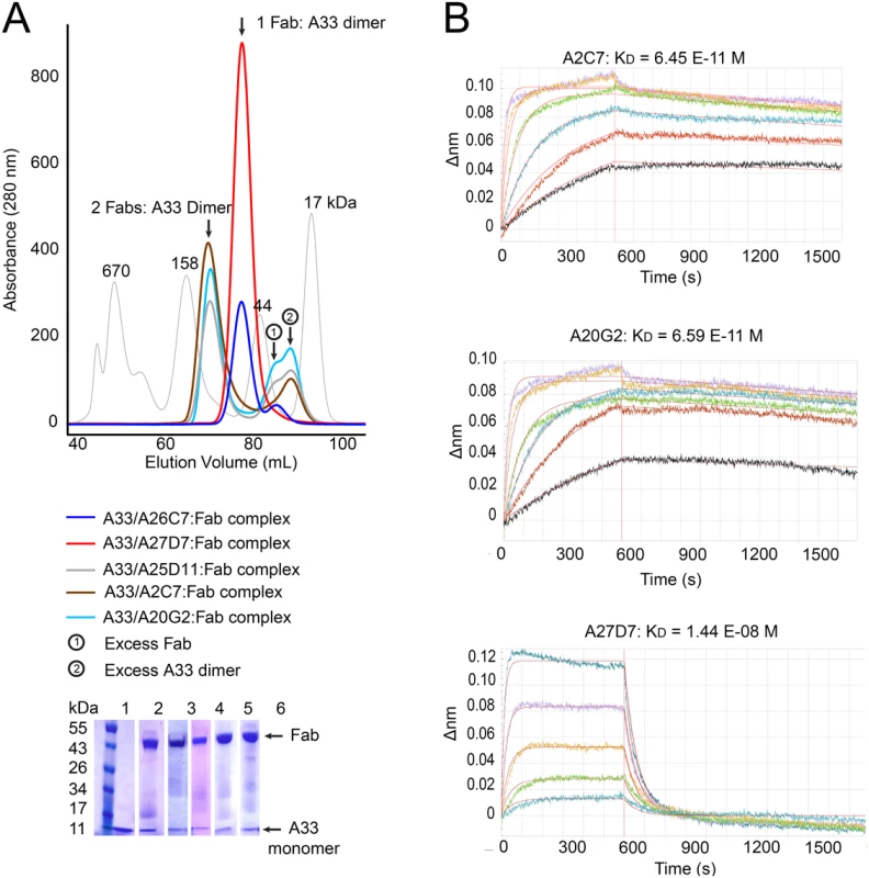 Fab/A33 binding interactions.