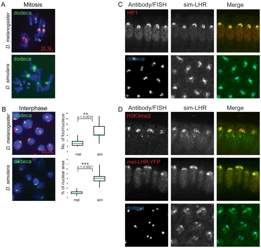 LHR orthologs have conserved localization properties despite species-specific divergence of heterochromatin.