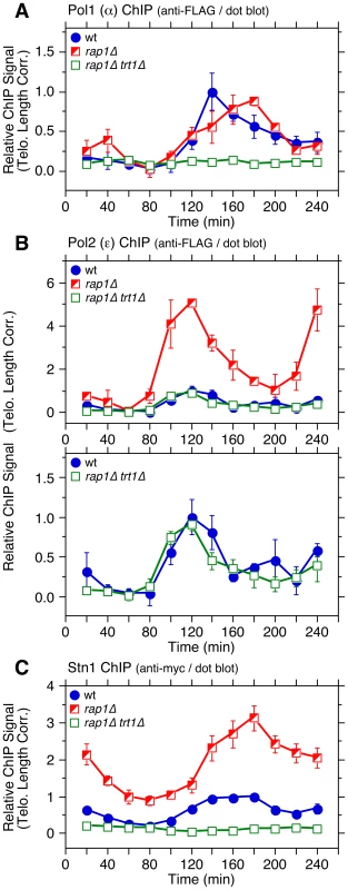 Cell cycle ChIP assays to monitor association of DNA polymerases and Stn1 with telomeres in <i>rap1Δ trt1Δ</i> cells.