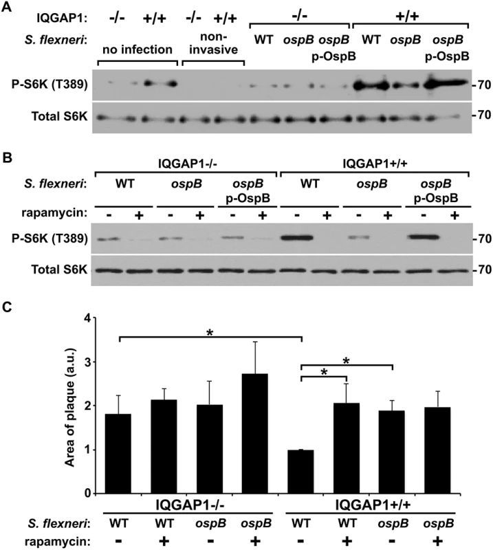 OspB activates mTOR during <i>S</i>. <i>flexneri</i> infection.