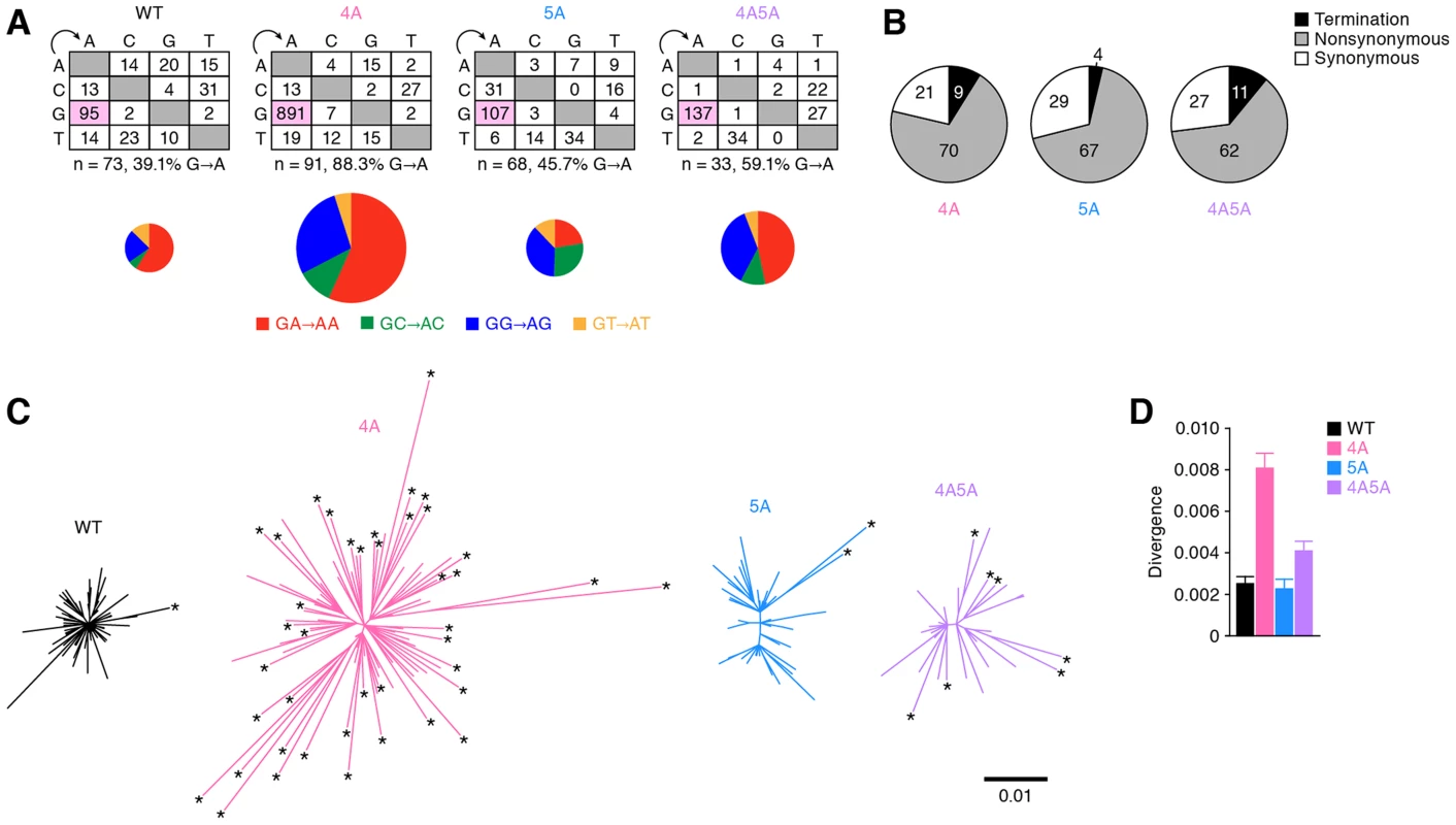 Diversification and functional evolution of 4A HIV-1 <i>in vivo</i>.
