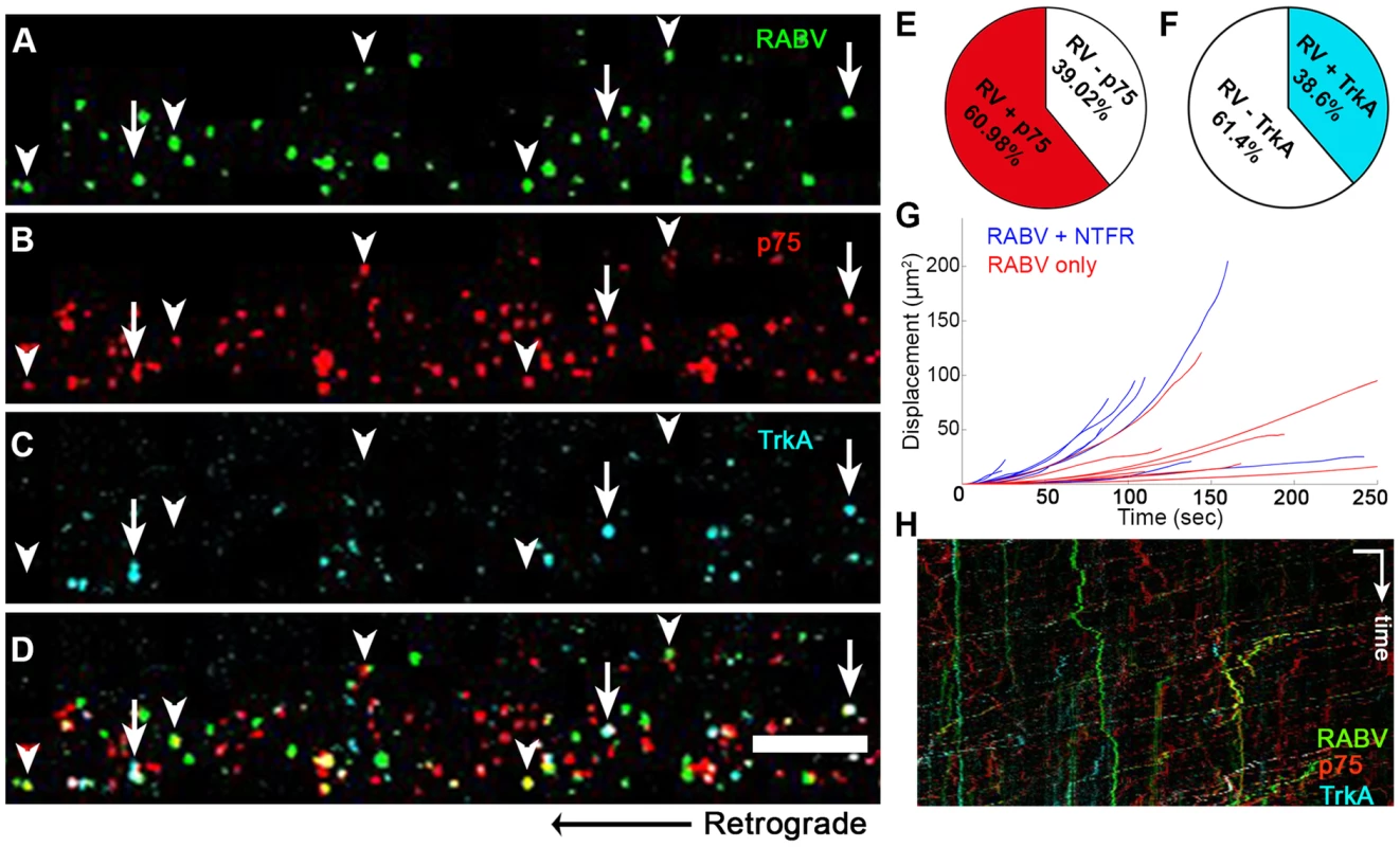 RABV is retrogradely transported with neurotrophin receptors.