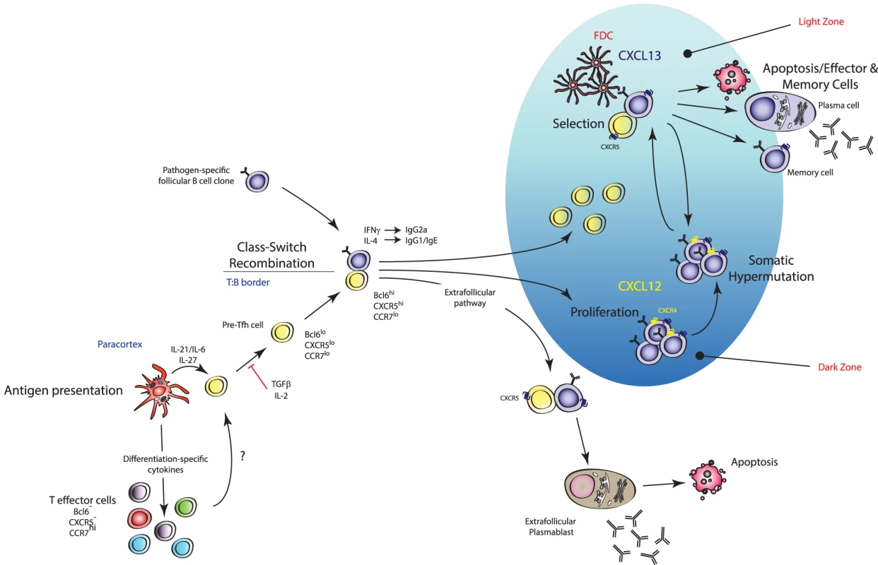 Mechanism of action of T<sub>FH</sub> cells.