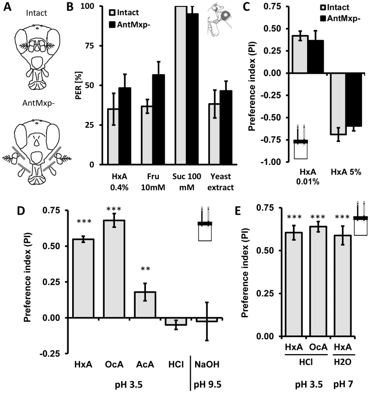The primary olfactory system and acidity are dispensable for perception of fatty acids.