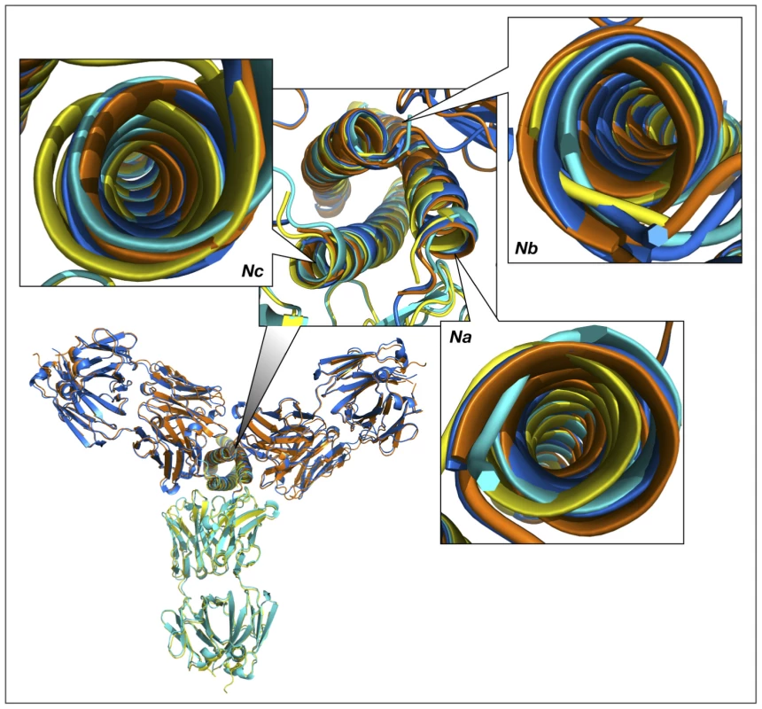 Superimposed models of the complexes of the trimer of N-HR helices of gp41 with three Fab molecules, built by sequentially superimposing two pairs of helices.
