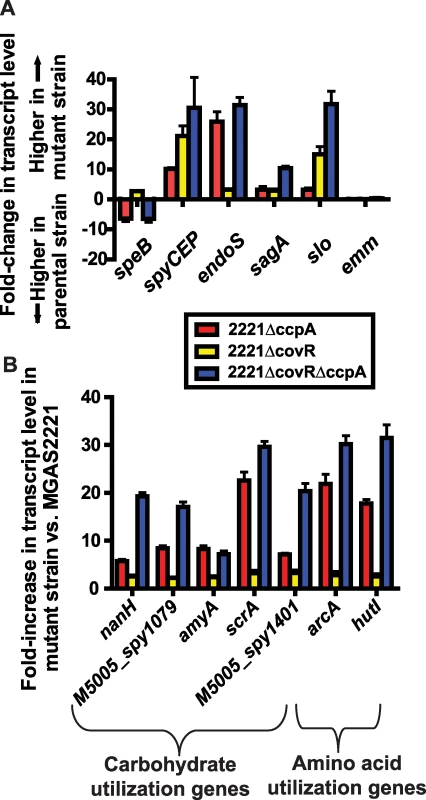 Identification of significant overlap between the CcpA and CovR transcriptomes.