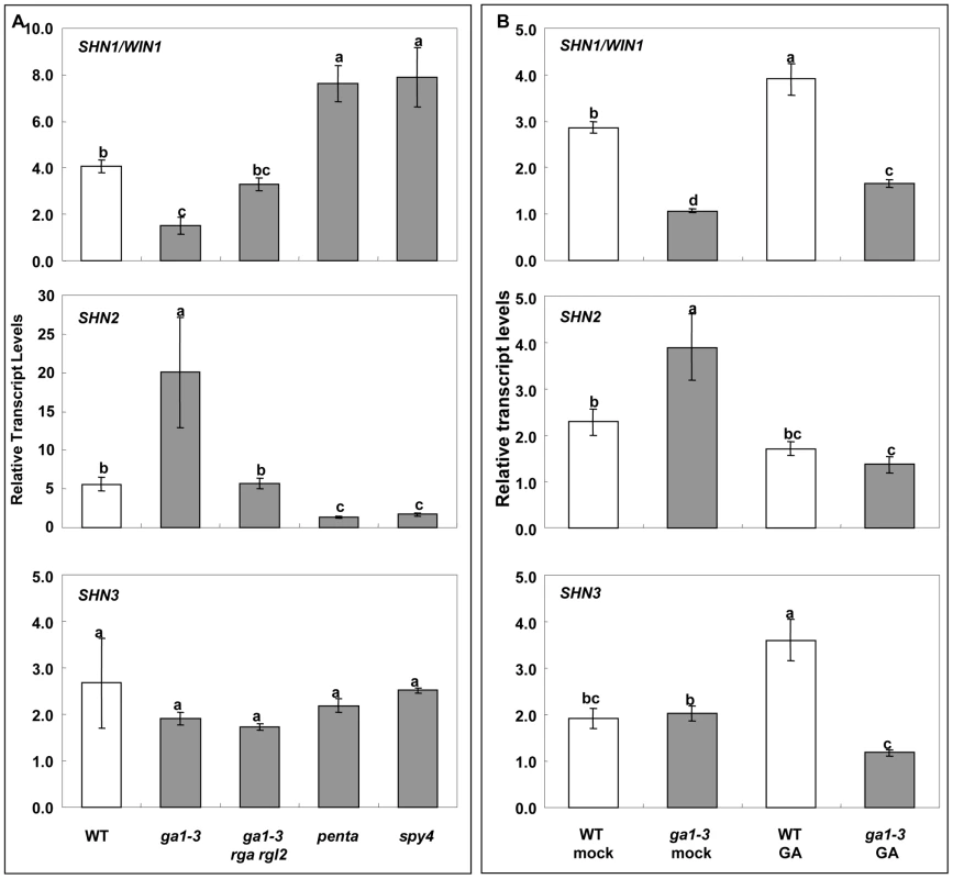 Giberellin (GA) biosynthesis and signaling affects the expression of <i>SHN</i> clade genes in flower buds.