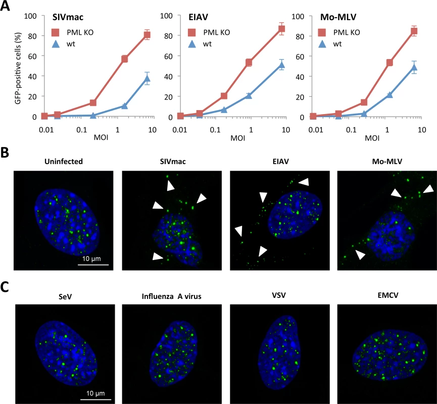 Effect of PML expression on retroviral infection.
