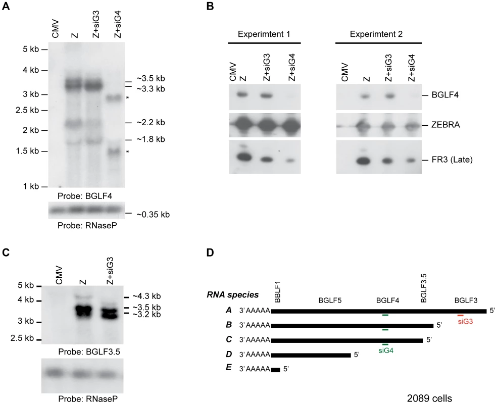 Knockdown of BGLF3 has no effect on expression of BGLF4.