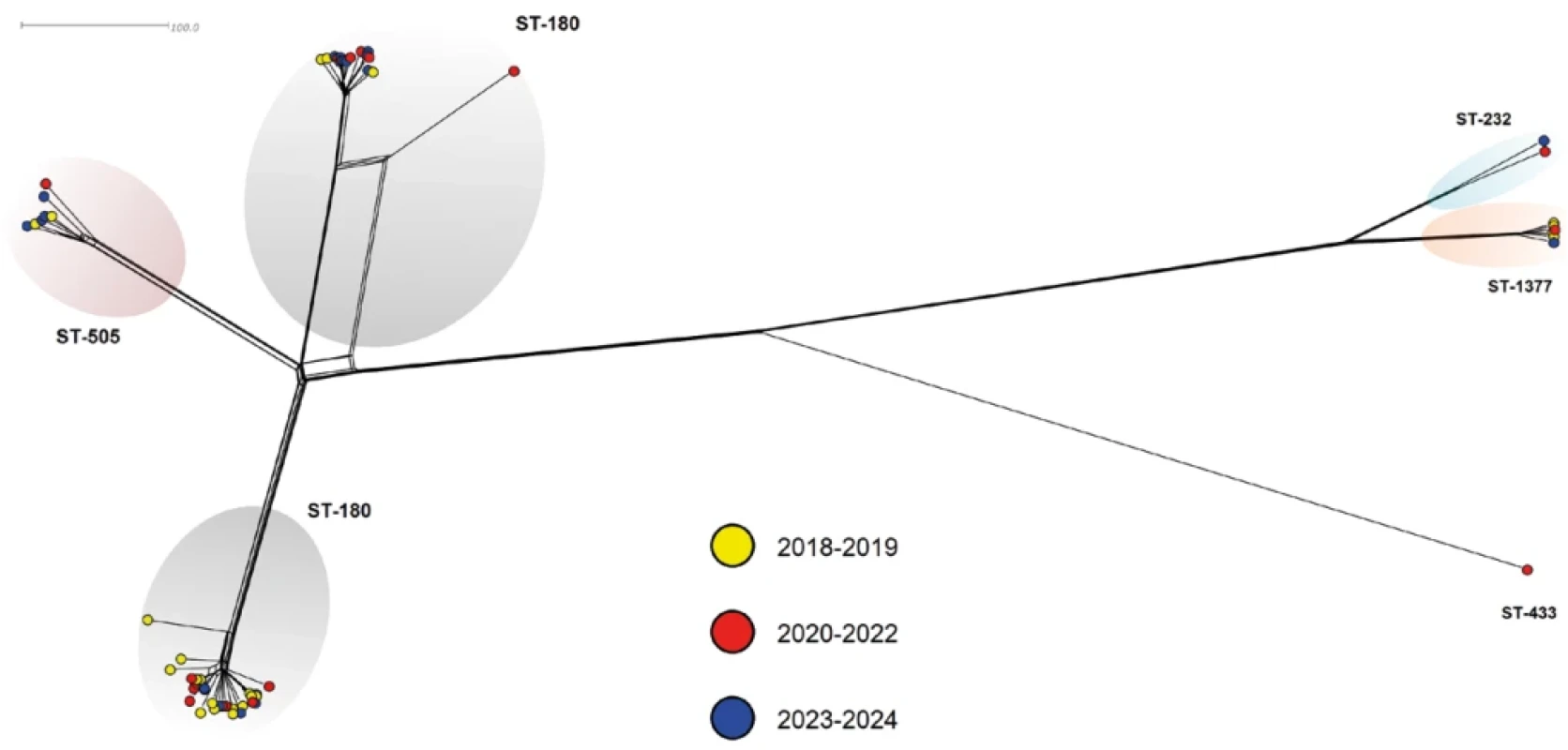 Genetická diverzita 63 izolátů S. pneumoniae sérotypu 3 z IPO, 2018–2024, Česká republika Figure 6. Genetic diversity of 63 S. pneumoniae isolates of serotype 3 from IPD, Czech Republic, 2018–2024