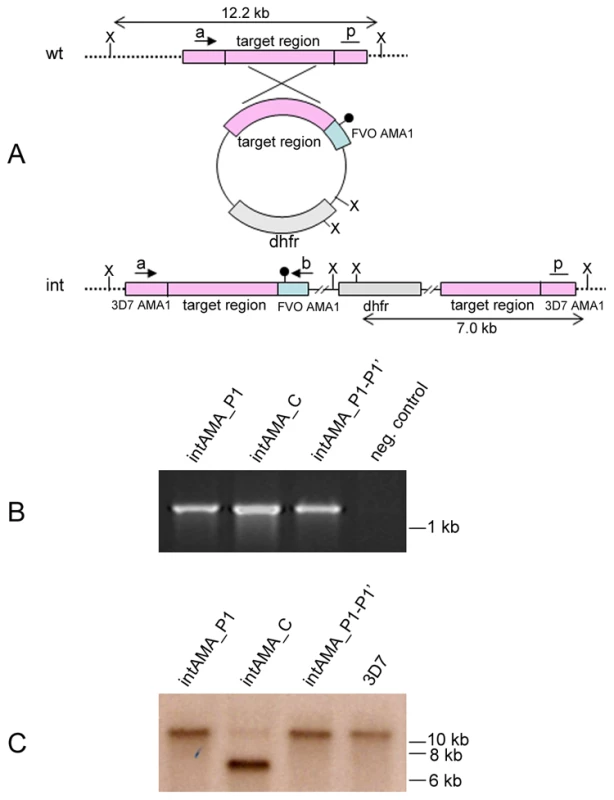 PfSUB2-mediated shedding of endogenous PfAMA1 is essential for asexual blood-stage parasite viability.