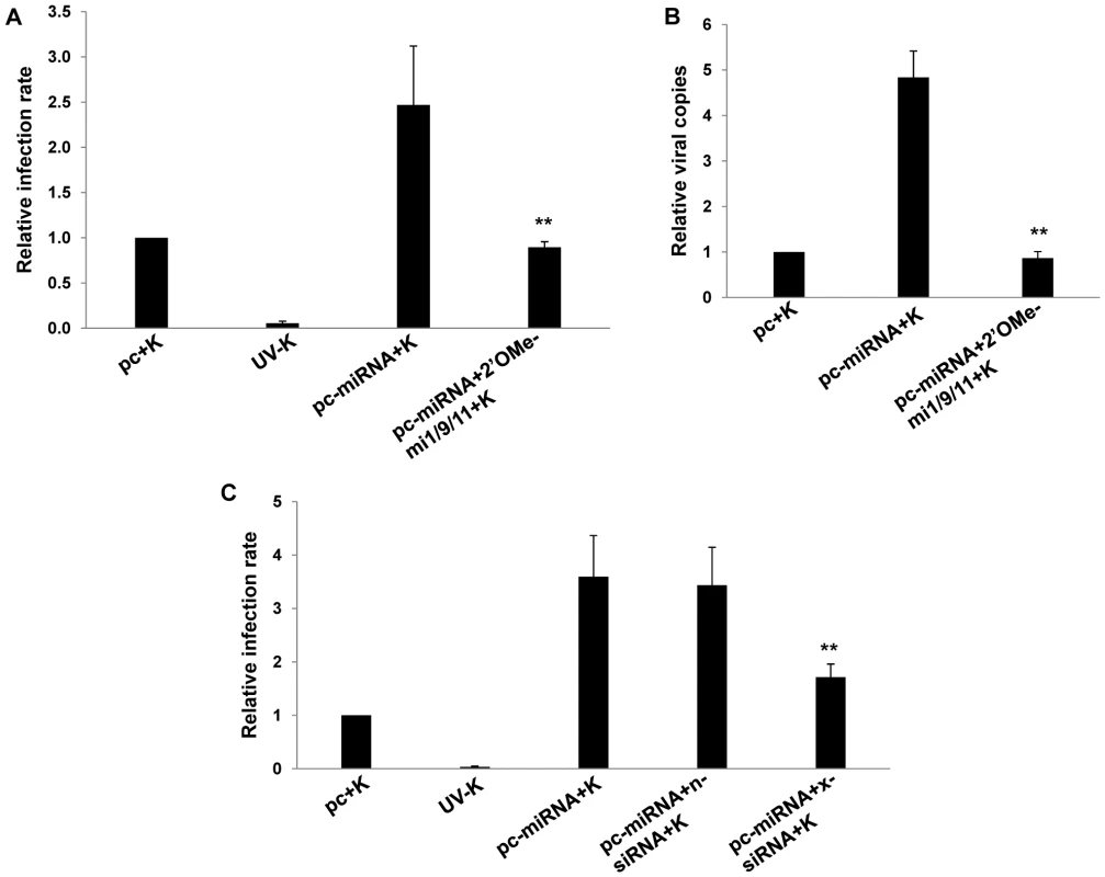 KSHV miRNA upregulation of xCT increases macrophage susceptibility to KSHV infection.