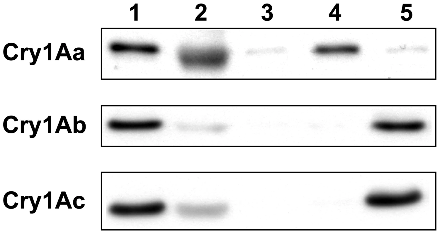 Cry1A toxin binding to membrane vesicles.